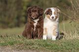 BERGER AUSTRALIEN PUPPIES 196